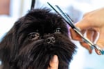 Profitable medium size dog grooming business  Sutherland Shire