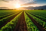 Distributor & Supplier - Pallets & Irrigation Dual-Division Industrial Supply -