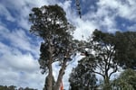 Two Long-Established Arborist Businesses with Strong Cashflow & Major Contracts