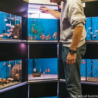 URGENT SALE! Aquarium Supply ONLINE Business(in Liquidation) - QLD image