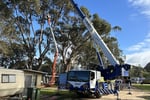 Two Long-Established Arborist Businesses with Strong Cashflow & Major Contracts