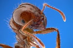 Pest Control - Termite Specialist