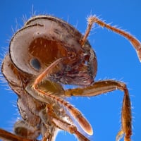 Pest Control - Termite Specialist image