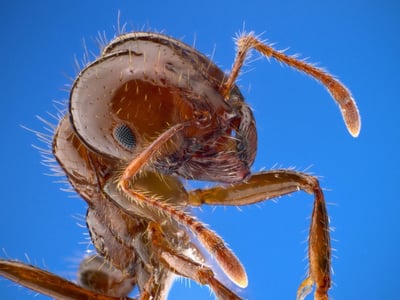 Pest Control - Termite Specialist image