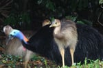The closest Wet Tropics World Heritage river-based experience to Cairns