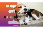 34184 Highly Renowned Pet Shop - 18+ Years