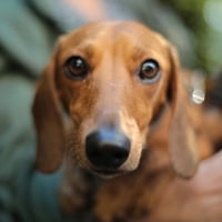 Looking to Sell Your Pet Boarding Business? image