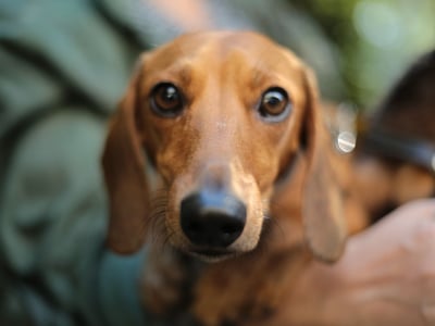 Looking to Sell Your Pet Boarding Business? image