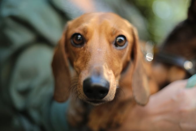 Looking to Sell Your Pet Boarding Business?