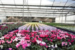 Invest and Grow with Easy Colour Wholesale Nursery