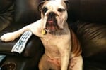 Exceptional Dog Grooming Salon
