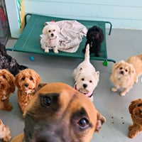 Doggy Daycare & Grooming Center in Prime Gold Coast Location image