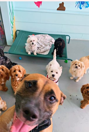 Doggy Daycare & Grooming Center in Prime Gold Coast Location