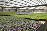 Invest and Grow with Easy Colour Wholesale Nursery