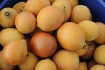 Easy to run, highly  profitable fruit farm.