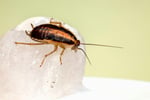 Bespoke Pest Control Business  Victorian High Country (North-East Victoria)