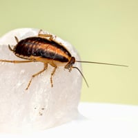 Bespoke Pest Control Business  Victorian High Country (North-East Victoria) image