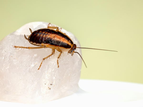 Bespoke Pest Control Business  Victorian High Country (North-East Victoria)