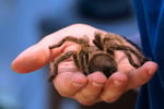 Online Store Specialising in Insects / Bugs for Pets - Adelaide, SA