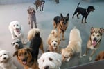Doggy Daycare Business for sale in Eastern Suburb ST1552