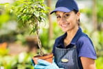 Wholesale Plants -  45years One Owner