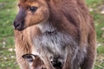 Award Winning EcoStar Tourism Business - Kangaroo Island