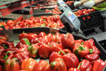 Hydroponic Vegetable Crop Farm - Land, Buildings & Machinery