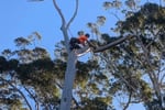 Highly Respected and Profitable Tree Services Business - Central Coast, NSW