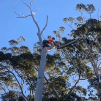 Highly Respected and Profitable Tree Services Business - Central Coast, NSW image
