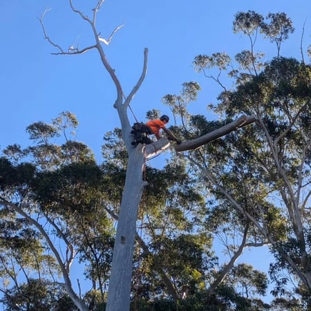 Highly Respected and Profitable Tree Services Business - Central Coast, NSW