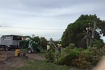 Long-Established Tree Services Business - Coastal Lifestyle!