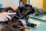 Profitable medium size dog grooming business  Sutherland Shire