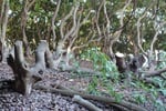Jim\'s Tree lopping.