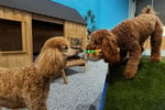 Luxury Dog Grooming Salon and Dog Daycare Centre - Camden, NSW