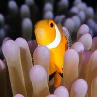 Profitable Shed Supply Business in Mackay QLD image