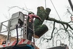 Highly Profitable Tree Servicing & Arborist Business - QLD