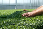 Innovative Horticultural Business $2.8M WIWO on SEQ Freehold Land