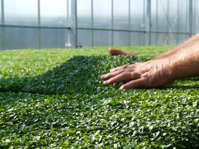 Innovative Horticultural Business $2.8M WIWO on SEQ Freehold Land image