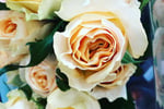 Oakleighs Iconic Florist Nursery Business for Sale SV1585