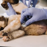 Veterinary Practice - Tamworth, NSW image