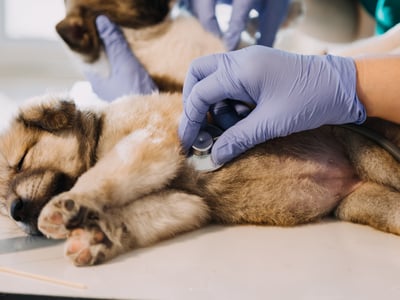 Veterinary Practice - Tamworth, NSW image