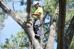 Expand Your Reach with this Proven Arboriculture Operation
