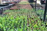 Wholesale Plants -  45years One Owner