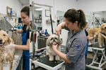 UID: 241 Inner-City Dog Daycare & Grooming Business,  Loyal Client Base, Major Growth Potential