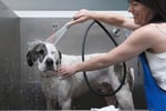 Pet grooming and Doggy daycare business - Sydney, strong team and profitable
