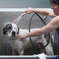 Pet grooming and Doggy daycare business - Sydney, strong team and profitable image
