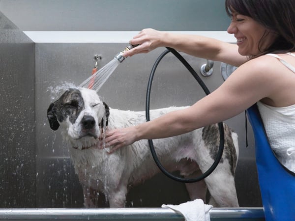 Pet grooming and Doggy daycare business - Sydney, strong team and profitable