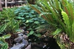 Cairns Courtyard Cafe