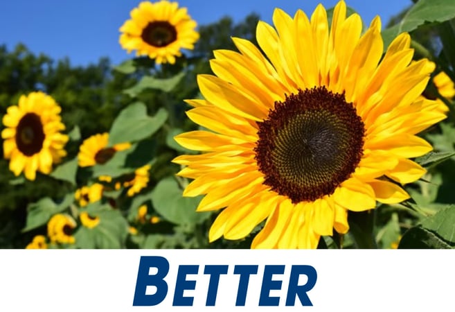 Garden Services - Recurring Income - Staff in Control