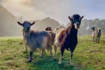 Profitable Eco Vegetation Management Business, Northern NSW